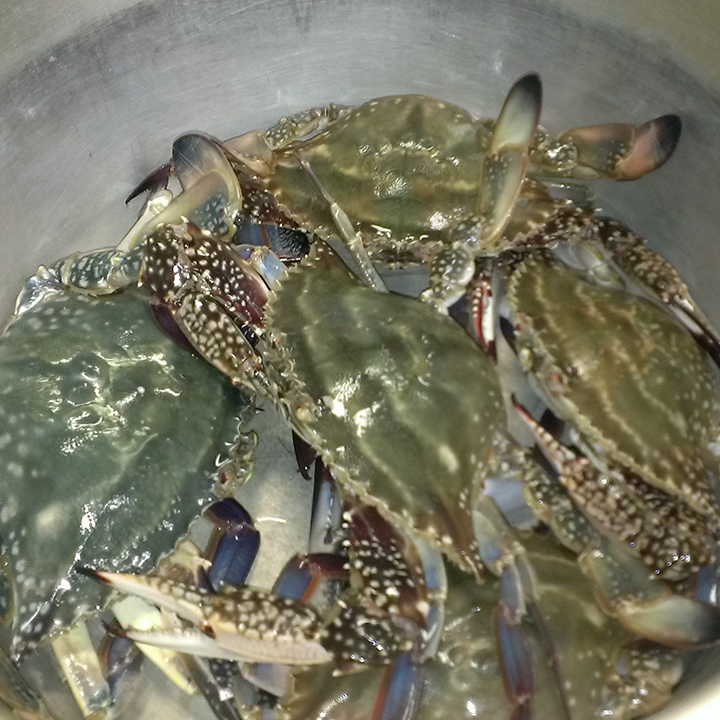 ワタリガニ[Blue crabs]