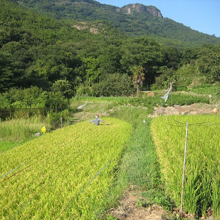 米（豊島）[Rice(Teshima)]