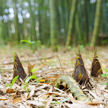 タケノコ[Bamboo shoot]