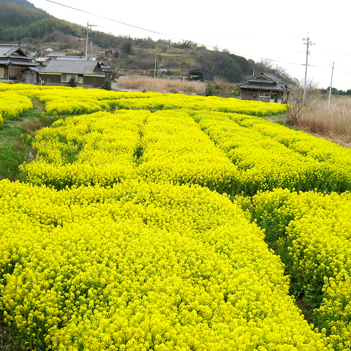 菜花[Rape blossoms] – Teshima Tempo