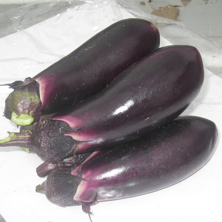 ナス [Eggplant]