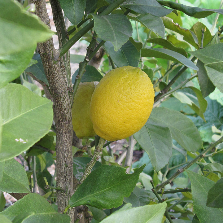 レモン[Lemon]