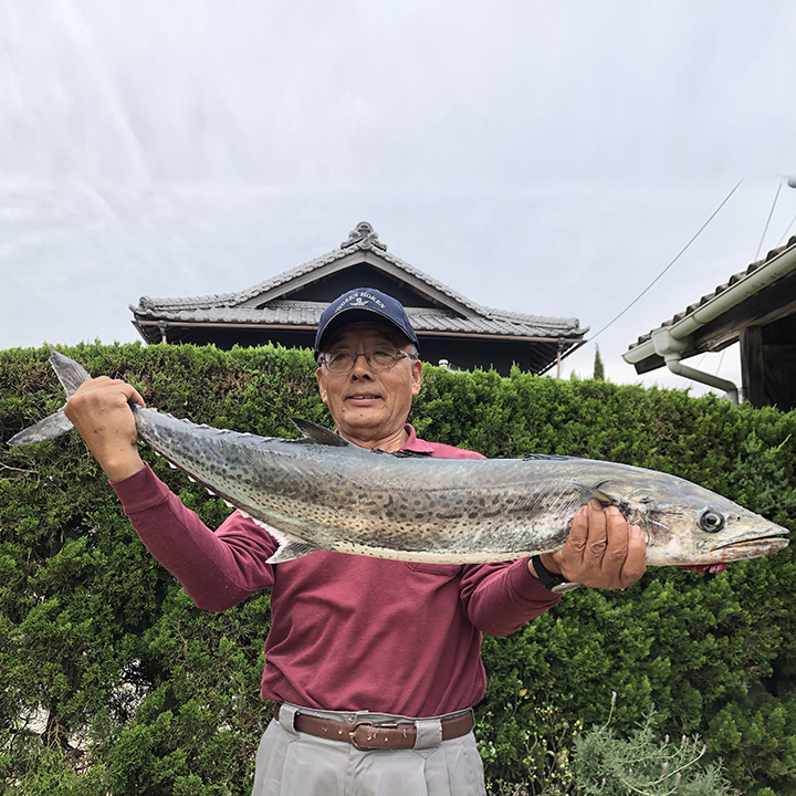 鰆[Spanish mackerel]