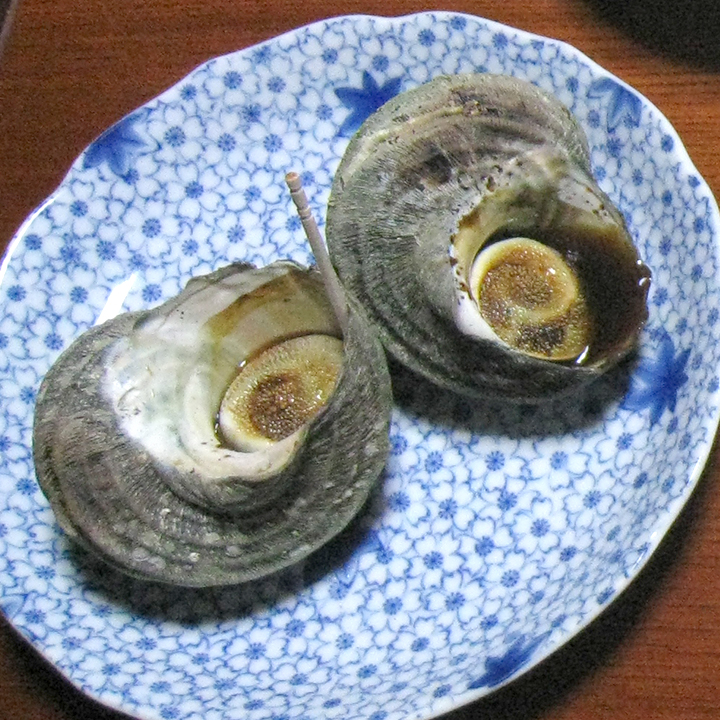 サザエ[Turban shell]